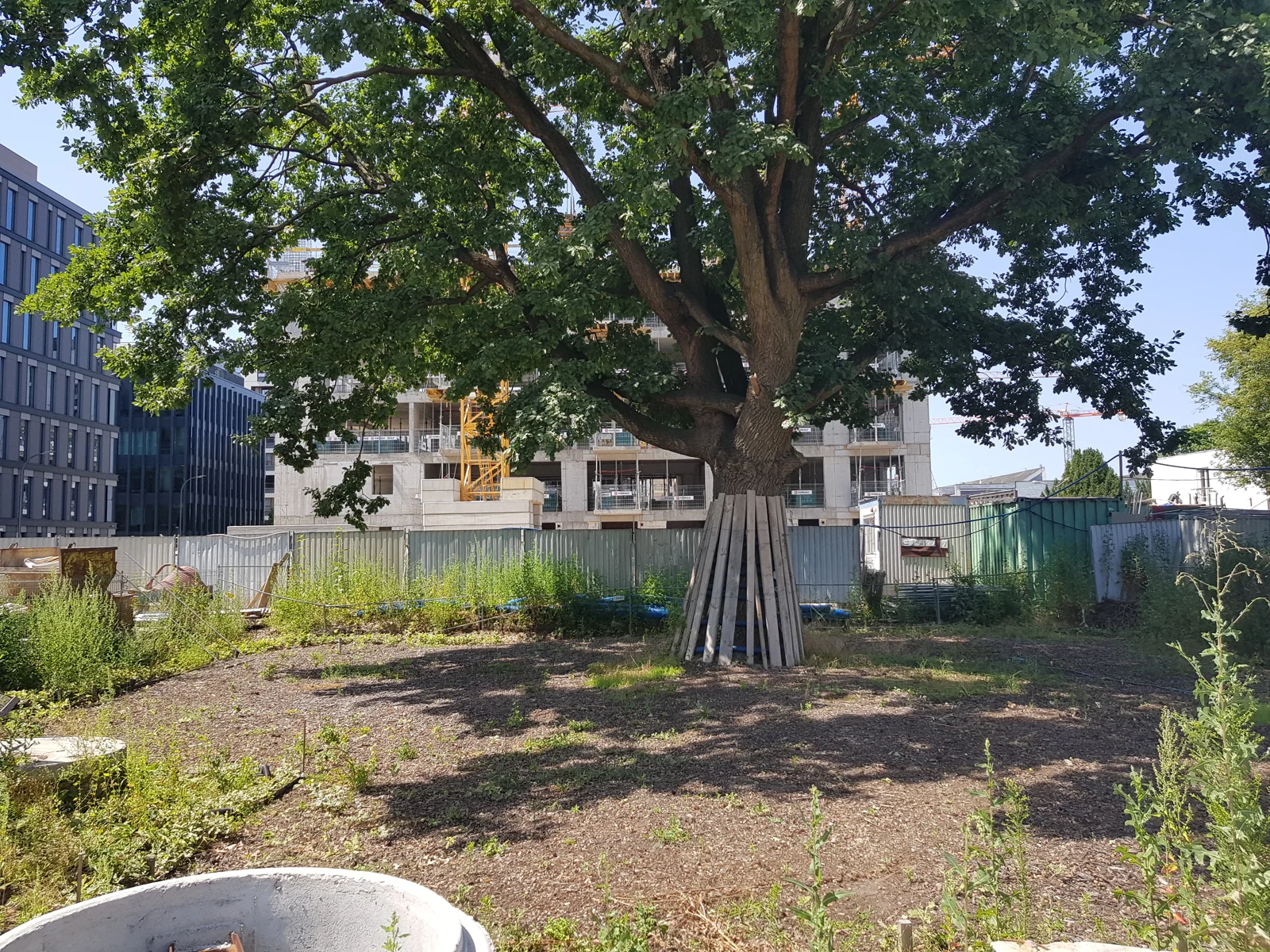 Dąb i zabezpieczenia w trakcie inwestycji.