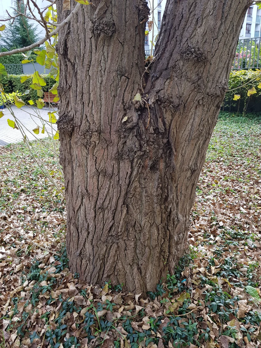 Pień i otoczenie drzewa przy Rydygiera.