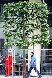 Drzewa przed Centrum Jasna — zdjęcie z artykułu Gazety Wyborczej z 30 maja 2004 r.